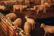 Celebrate The Holidays at the Night Of Lights At Heritage Park: Adult or Child Admission Passes (Up to 16% Off) - Second Medium