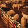 Image 7: Up to 16% Off Admission to Night Of Lights At Heritage Park 