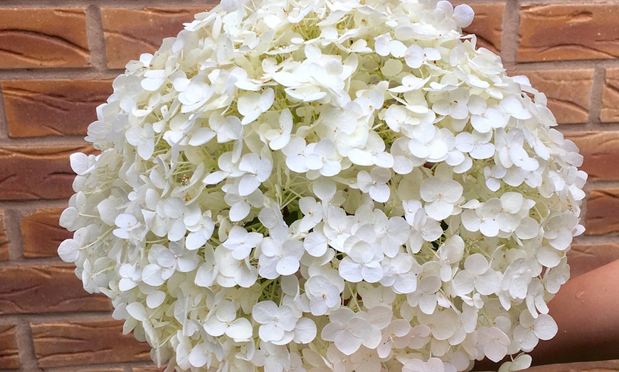 Image 3: YouGarden Tree Hydrangea Incrediball