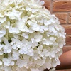 Image 3: YouGarden Tree Hydrangea Incrediball