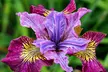 Peacock Butterfly Iris Sibirica Collection - Artistic Hardy Perennials - Second Medium