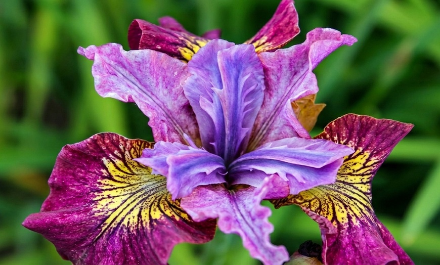 Image 5: Peacock Butterfly Iris Sibirica Collection - Artistic Hardy Perennials