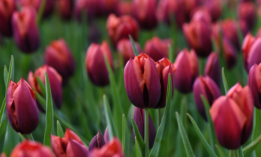 Image 7: Deep and Dark Mixed Tulip Bulbs