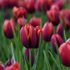 Image 7: Deep and Dark Mixed Tulip Bulbs