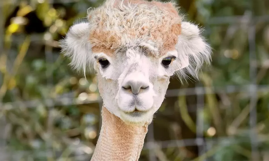 60 Min Meet & Greet The Alpacas Adult or Child / Adults & Children