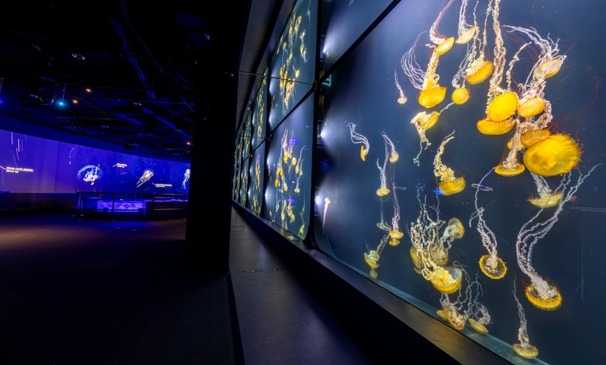 Image 4: Aquarium of the Pacific Deals – Save Up to 33% on Admission