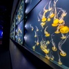 Image 4: Aquarium of the Pacific Deals – Save Up to 33% on Admission