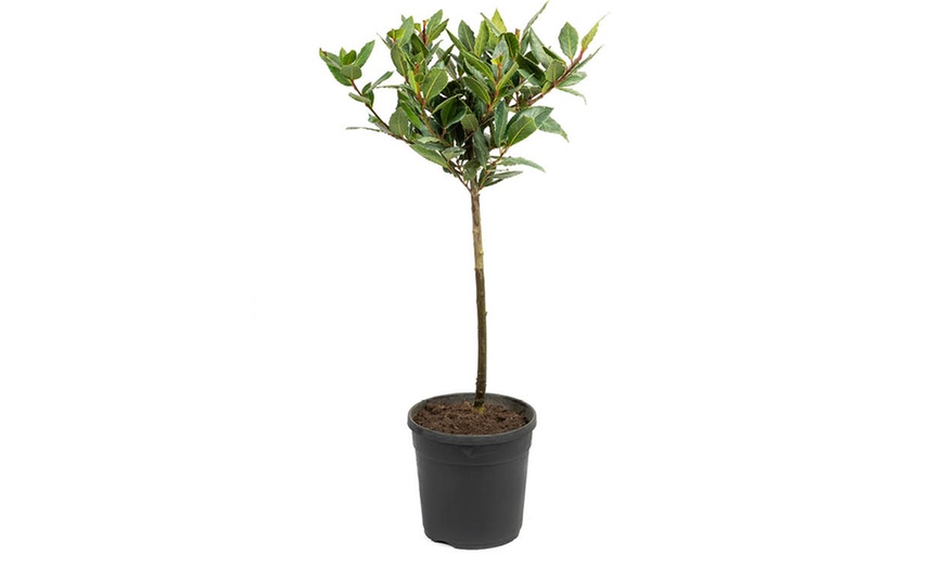 Image 3: YouGarden Standard Bay Tree 