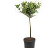 Image 3: YouGarden Standard Bay Tree 