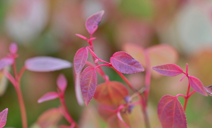 Image 6: Colour Changing Garden Trees - 4 Varieties - up to 3 Potted Plants