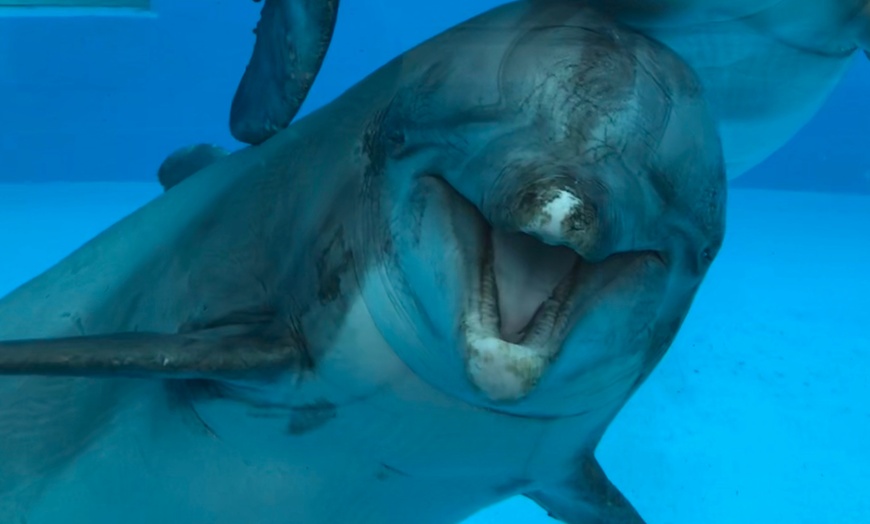 Image 6: Einrittskarte "Dolfinarium" in Harderwijk, Niederlande für 1 Person