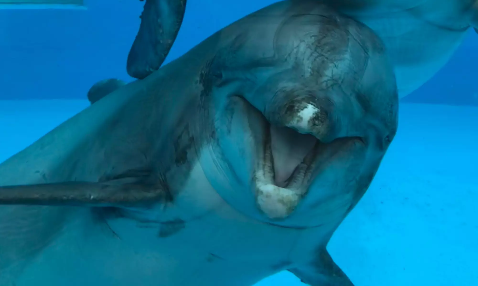 Einrittskarte "Dolfinarium" in Harderwijk, Niederlande für 1 Person