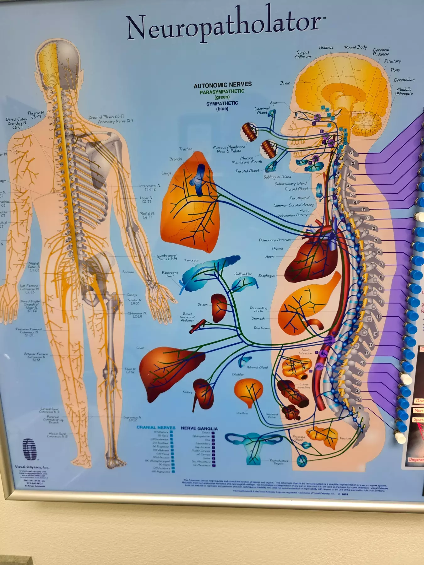 Chiro Pain Relief Package: Consultation, Exam, X-Rays & Adjustments