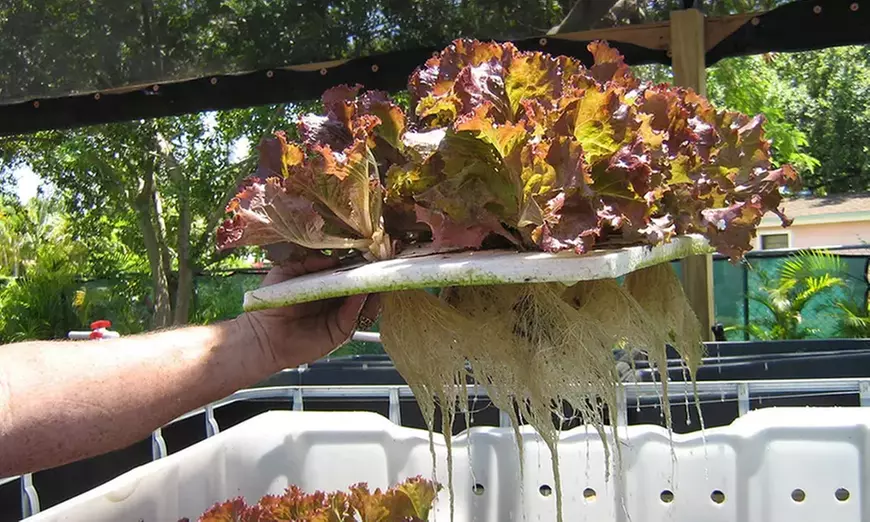Aquaponic & Garden Tour: Family (6), Club (7–12), or School Groups