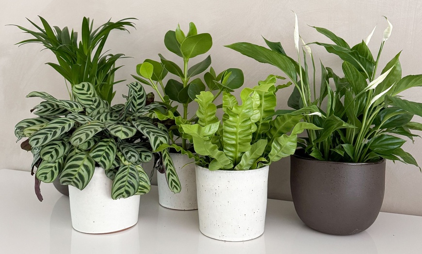 Image 5: Assortiment de 5 plantes purificatrices d'air 25-40 cm