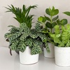 Image 5: Assortiment de 5 plantes purificatrices d'air 25-40 cm