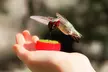 Join and Delight in The Hummingbird Sanctuary's Tea Party Experience for Four or Six People (Up to 34% Off) - Second Medium