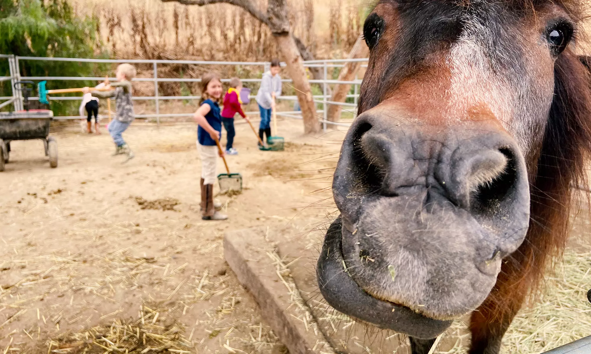 Embark on Adventure: Riding Horseback Riding Lesson For Up to 4