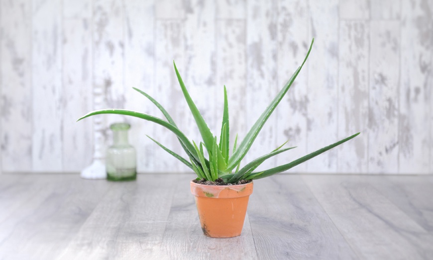 Image 3: Aloe Vera 10.5 cm Pot - One, Two or Three Plants