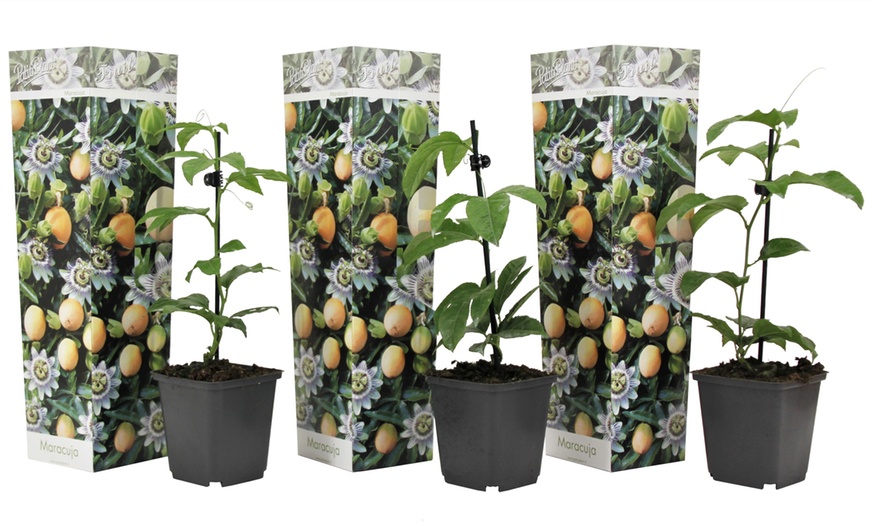 Image 4: Lot plantes fruit de la passion