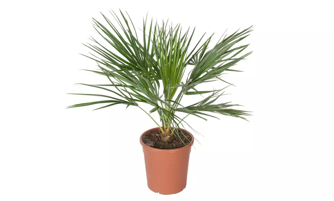 Set de palmeras enanas europeas