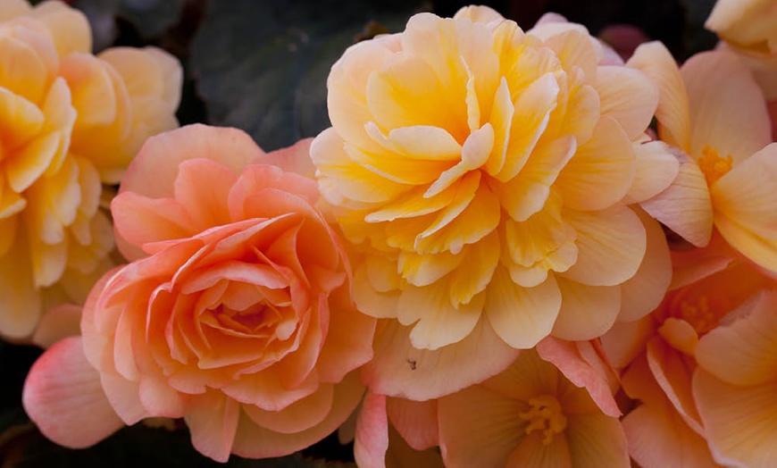 Image 3: Two Preplanted Begonia 'Apricot Fiery Shades' Hanging Baskets