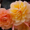 Image 3: Two Preplanted Begonia 'Apricot Fiery Shades' Hanging Baskets