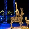 Image 1: Up to 16% Off Admission to Night Of Lights At Heritage Park 