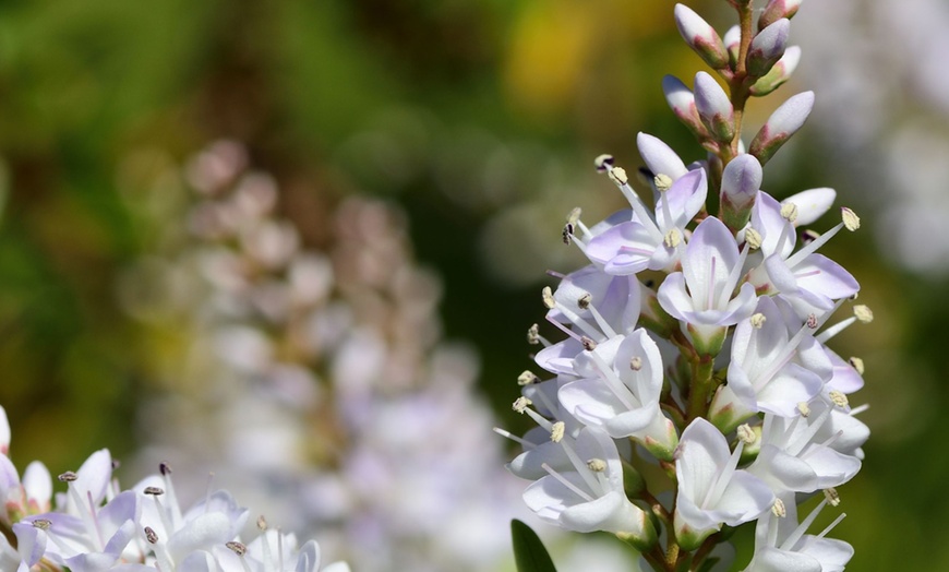 Image 4: Set de 6 o 12 plantas de Hebe Rootz