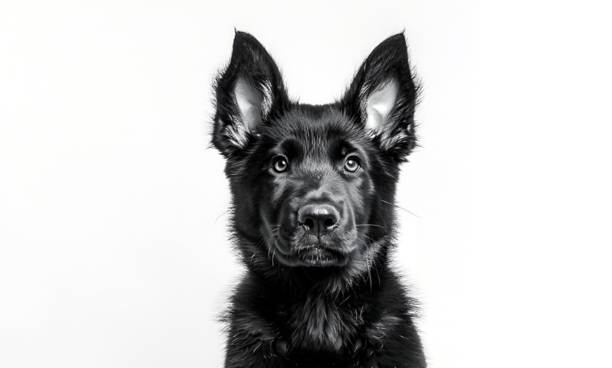 Image 2: Pet & Owner or Family Photoshoot w/ Makeover Options & Images 
