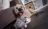 goDog Flatz Squeaky Plush Dog Toy with Chew Guard Technology