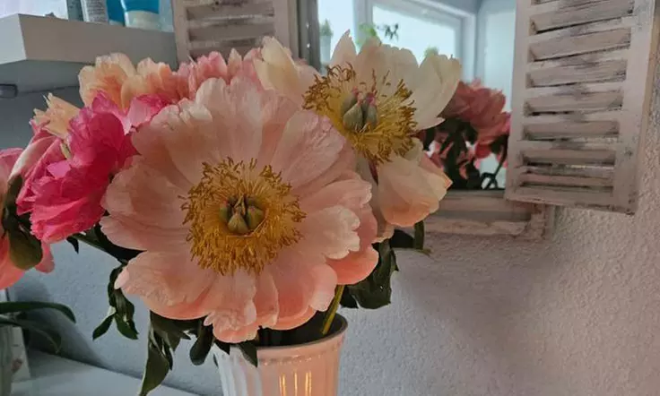 Powder-Brows-Behandlung inkl. Nachbehandlung für makellose Augenbrauen