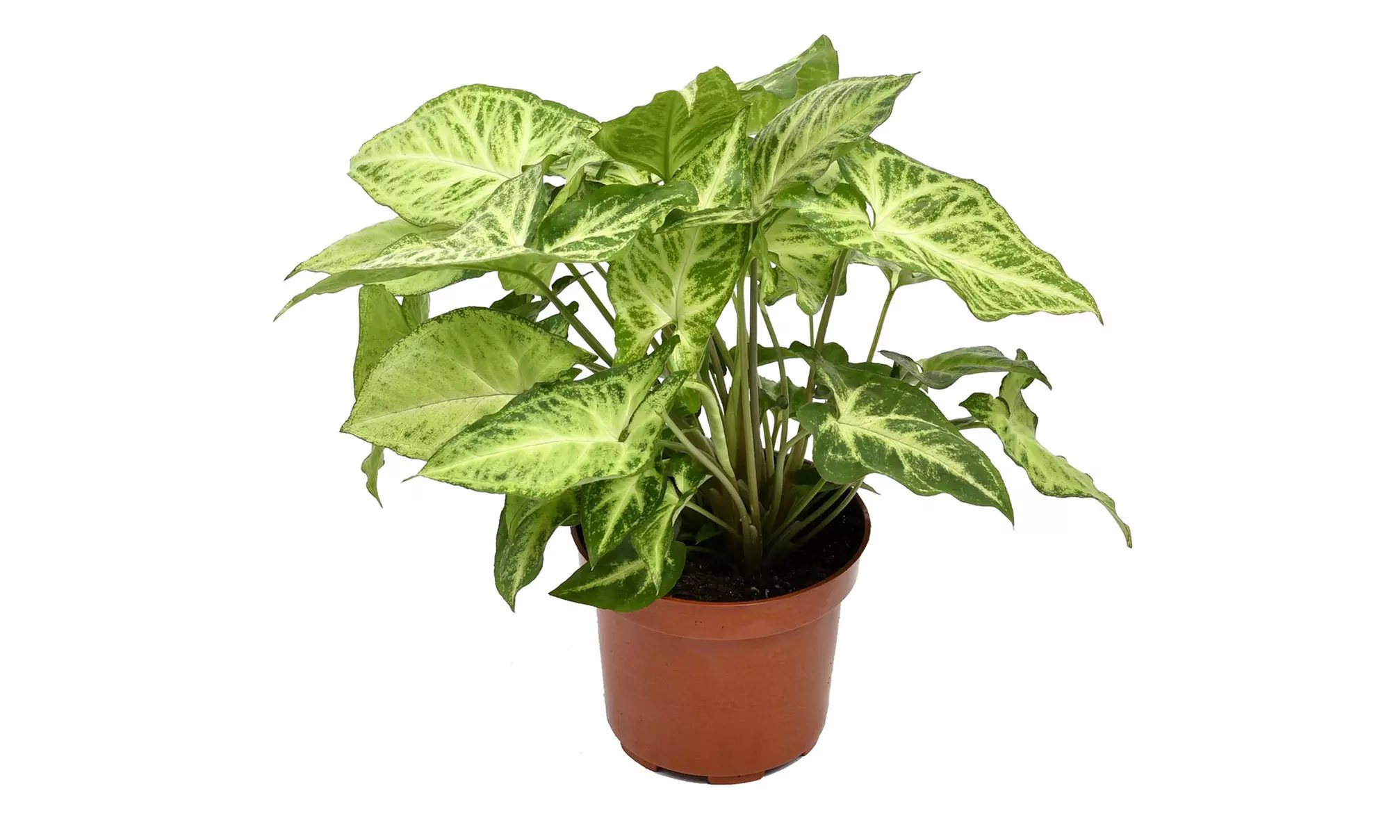 Conjunto de 5 plantas purificadoras de aire