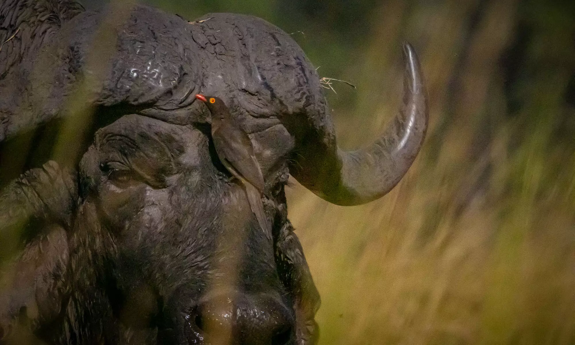 Zimbabwe: 7-Night Yoga & Safari Retreat