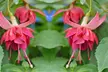 Up to 100 Fuchsia Giant Mixed Collection Plants - Image 7
