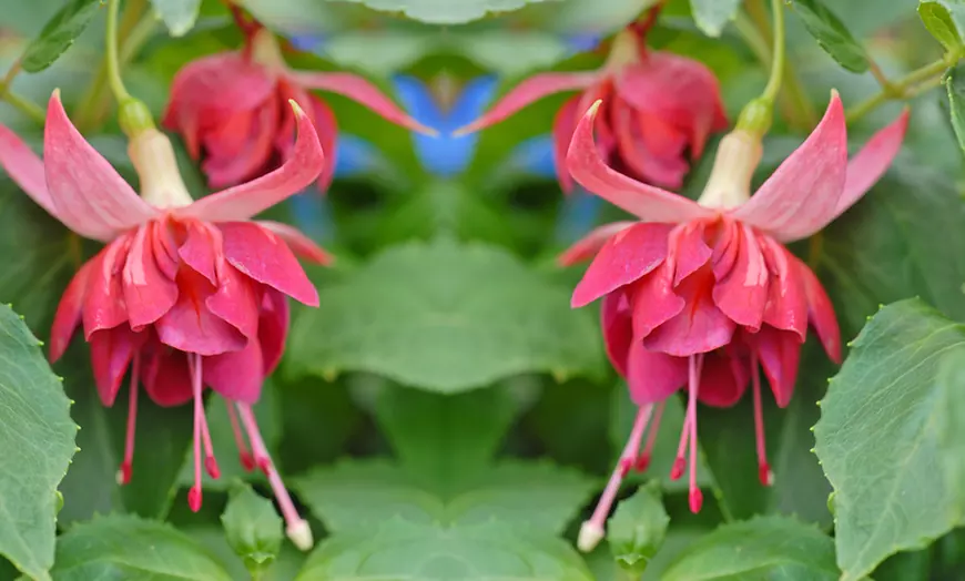 Image 7: Up to 100 Fuchsia Giant Mixed Collection Plants