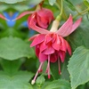 Image 7: Up to 100 Fuchsia Giant Mixed Collection Plants