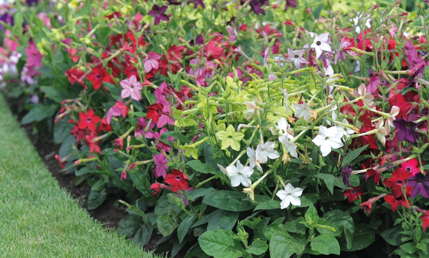 Image 3: Lucky Dip Summer Bedding Plants - Up to 144 Plants