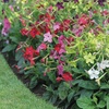 Image 3: Lucky Dip Summer Bedding Plants - Up to 144 Plants