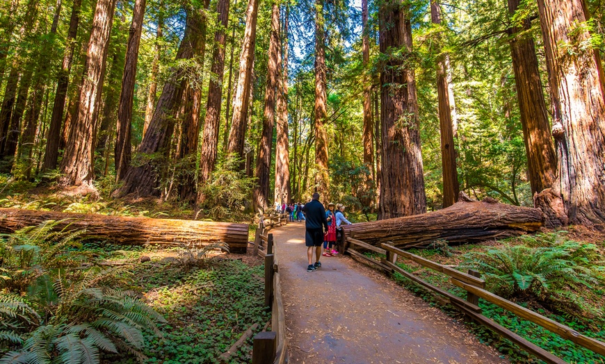Image 32: Muir Woods & Sausalito Tour – San Francisco Bay Area