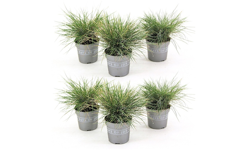 Image 6: Lot Festuca Glauca ‘Blue’ en pot