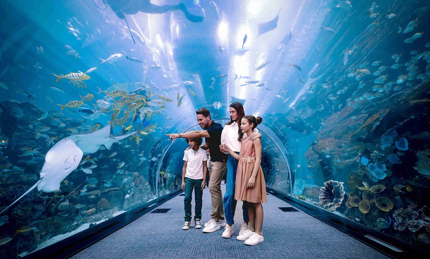 Image 7: Dubai Aquarium and Dubai Frame Entry Tickets for 1, 2 or 4 Adults