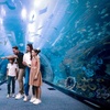 Image 7: Dubai Aquarium and Dubai Frame Entry Tickets for 1, 2 or 4 Adults