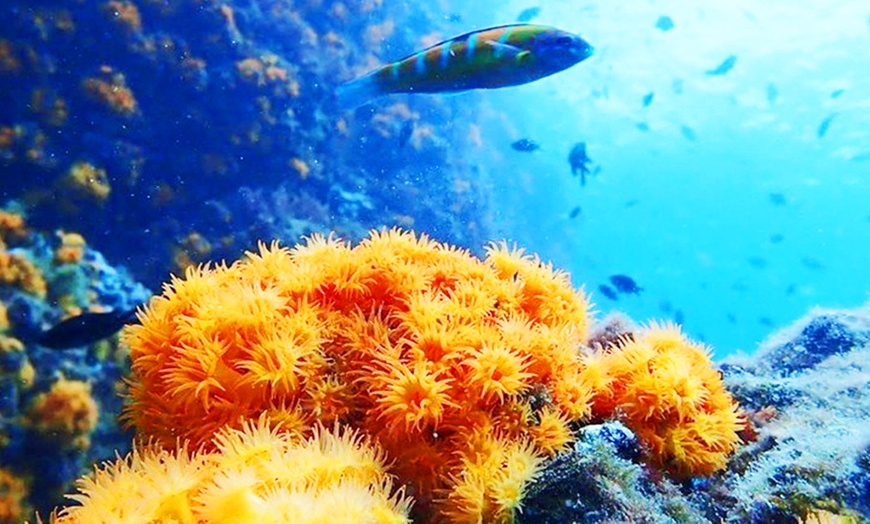 Image 6: Bautismo de buceo con inmersión en el mar durante 45 minutos