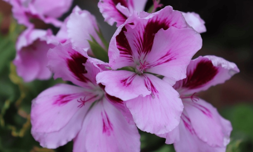 Image 2: 6er-Set Zitronengeranie