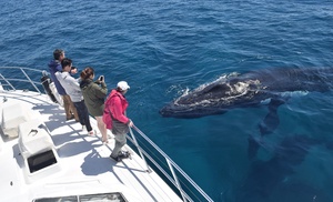 Augusta Whale Watching Cruise