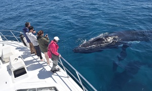 Augusta Whale Watching Cruise