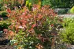 2, 4 o 6 plantas Photinia Red Robin, entregadas en maceta - Second Medium