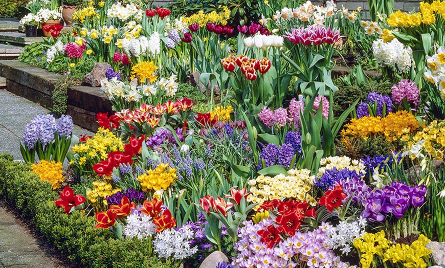 Complete Spring Bulb Garden Collection (250-Pack) | Groupon