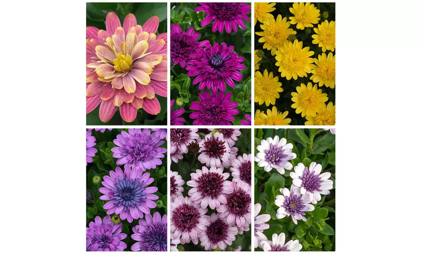 Image 1: African Daisy Collection